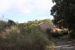 Monte Cicirello
